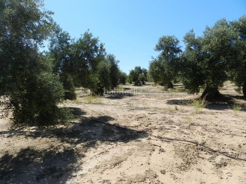 Foto 9edc48de-fc79-4584-9b9a-b3da8891beec. Finca rústica a Bailén