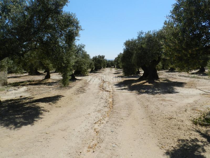 Foto ebe2a16c-11d2-4eea-80db-fc8b5ffd80f9. Finca rústica a Bailén