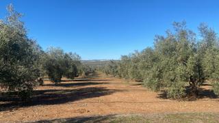 Finca rústica a Jabalquinto. Finca de 12.200 olivos muy cerca de linares, y de jabalqinto