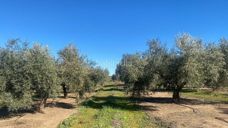 Foto 2a0ac6d4-9e55-4463-80ae-617c55661fee. Finca rústica a Jabalquinto