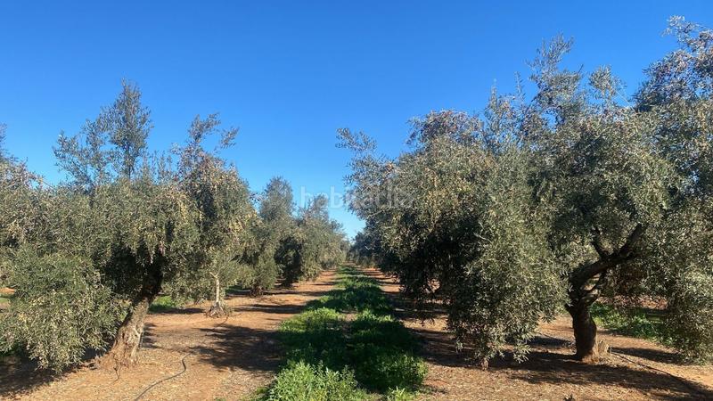 Foto 3d4333ce-5d7f-4cce-bcea-c78468425c3f. Finca rústica a Jabalquinto