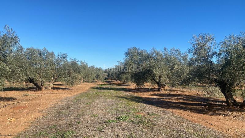 Foto 4fd83adf-a46f-41db-88c8-ee58097db109. Finca rústica a Jabalquinto