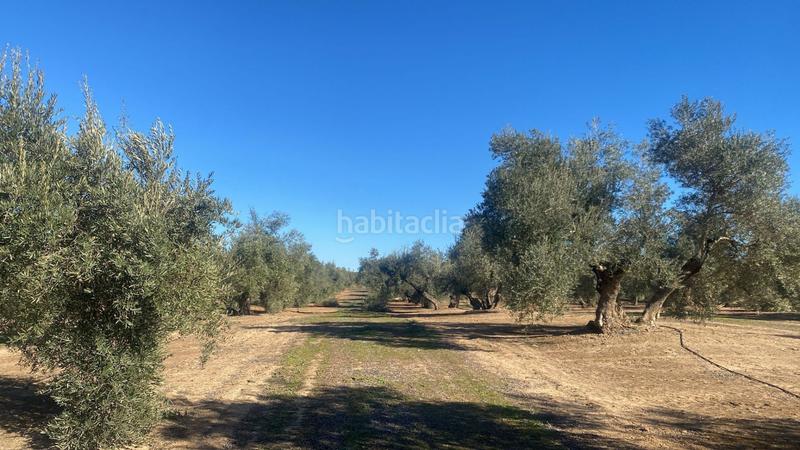 Foto 630d01d6-1fd2-4c0f-aeab-97daabfc5cfb. Finca rústica a Jabalquinto