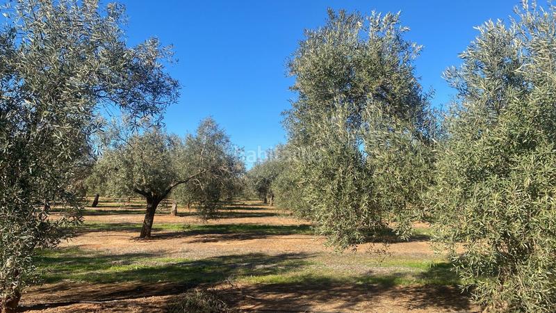 Foto 7716a9d6-7ddb-4280-a9fd-e7bbf725a8ab. Finca rústica a Jabalquinto
