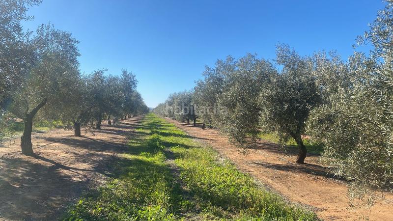 Foto 8e316c49-9c6a-4133-940a-5a50f2a61520. Finca rústica a Jabalquinto