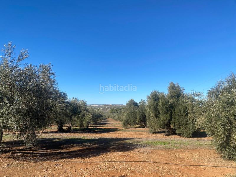 Foto 99260291-ef21-47be-bb42-82b79cef490e. Finca rústica a Jabalquinto