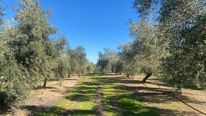 Foto a7366dc2-252d-4156-b85a-0bec8aedca00. Finca rústica a Jabalquinto