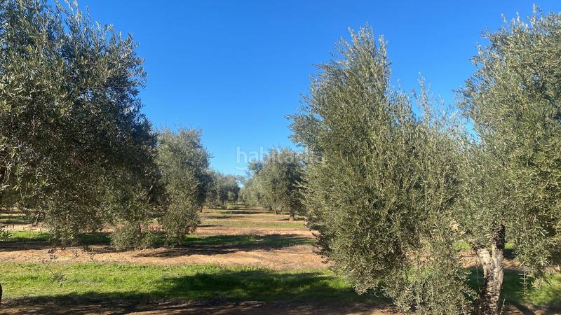 Foto b43a2b09-ffdd-4dc0-ae8a-0bd5d88bcc1f. Finca rústica a Jabalquinto