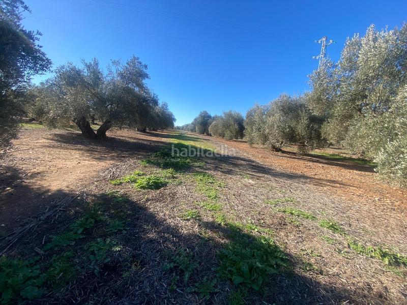 Foto b455db19-187c-44a5-a36d-e8482faa1d80. Finca rústica a Jabalquinto