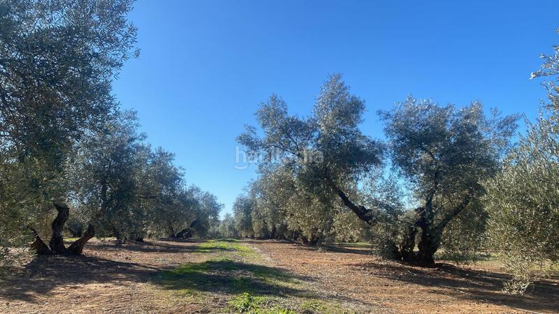 Foto eabbb7a3-0e19-46ac-bc4c-94a92611b678. Finca rústica a Jabalquinto