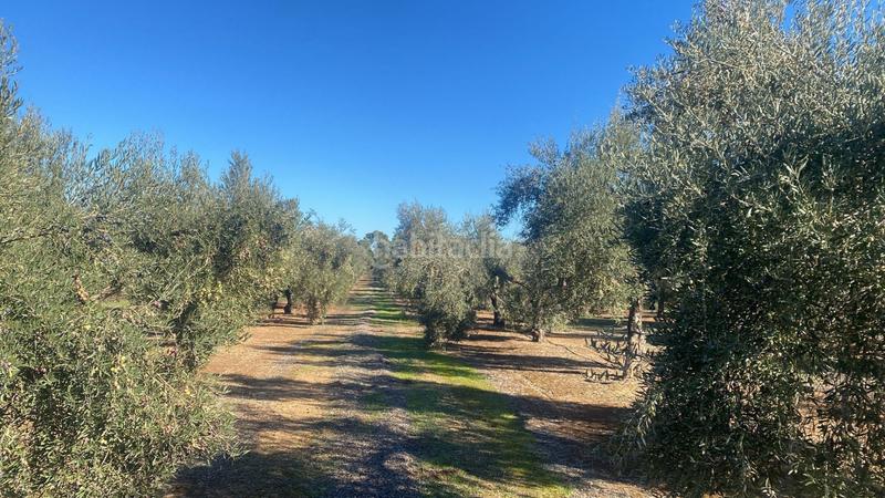 Foto fe94c562-e546-49ae-98ae-fdd0df41a247. Finca rústica a Jabalquinto