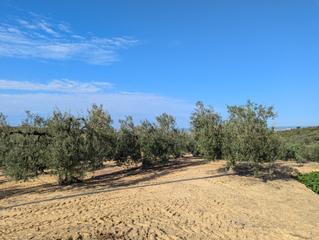 Finca rústica a Sanlúcar la Mayor. Finca de olivos en carretera de olivares