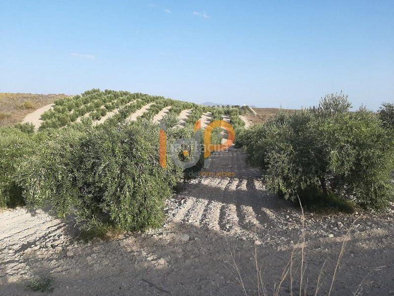 Foto 1da76683-7c0d-4b24-ab9f-1affeab79314. Casa a Sorbas