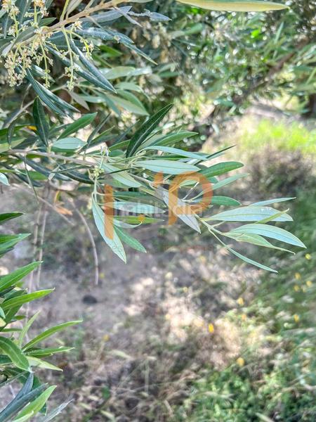 Foto 38f515c5-d893-4a0e-82c5-67f5c639dd7a. Wohngrundstück in Huércal - Overa