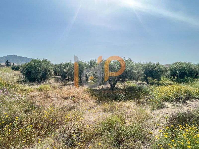 Foto cfec854e-5a0c-4579-b2d3-f48edd50a6ed. Finca rústica en Huércal - Overa