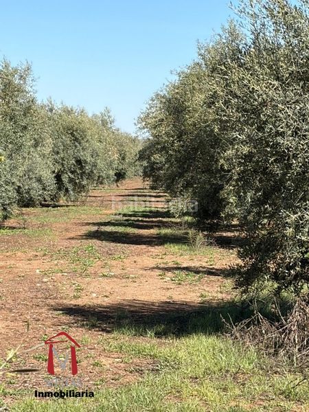 Foto 7f653bea-0b59-4174-9230-47a3f8564bcb. Masia a Zona de la Vega Antequera