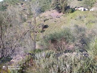 Rural plot  Escribano