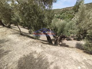 Fondo rustico in Quesada