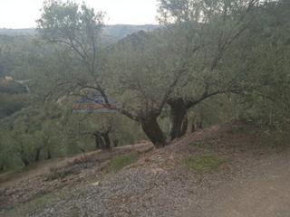 Rural plot  Calle rosario