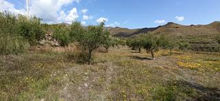 Finca rústica a Calle el almendro 5. Terreno parcela en senés