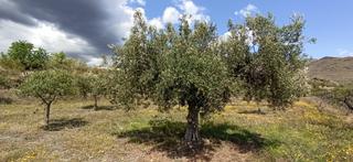 Finca rústica a Senés. Terreno parcela en senés