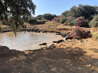 Finca rústica a Fuente Obejuna. Finca de dehesa en el corazón de fuente obejuna un remanso de tr
