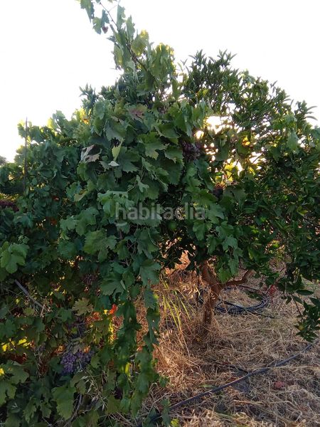 Foto 5c977de6-1bd7-4146-b647-73b16cfa5294. Finca rústica a Almodóvar del Río