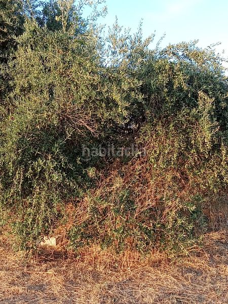 Foto c763c376-2b1b-4504-86ac-ca10b1b67033. Finca rústica a Almodóvar del Río