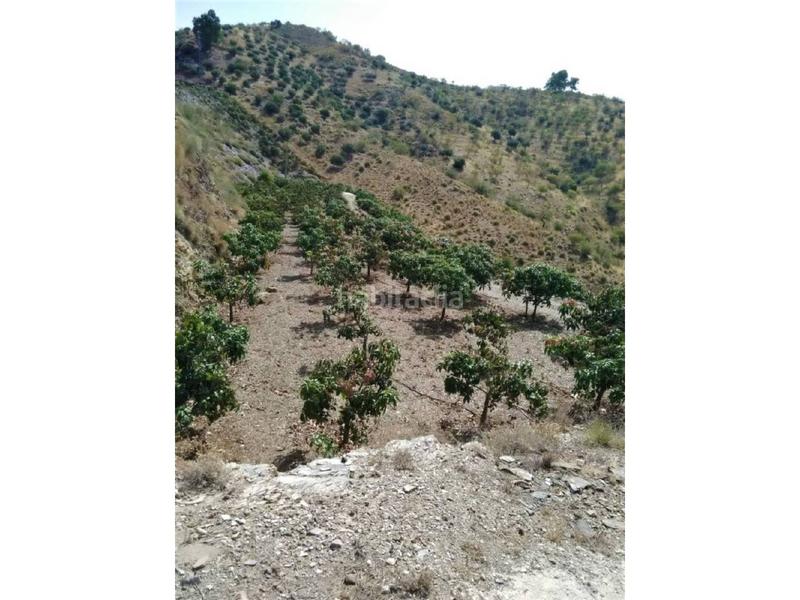 Foto 4d819acc-8a29-402c-89cd-b0bcfd7d1075. Casa in Benagalbón Rincón de la Victoria