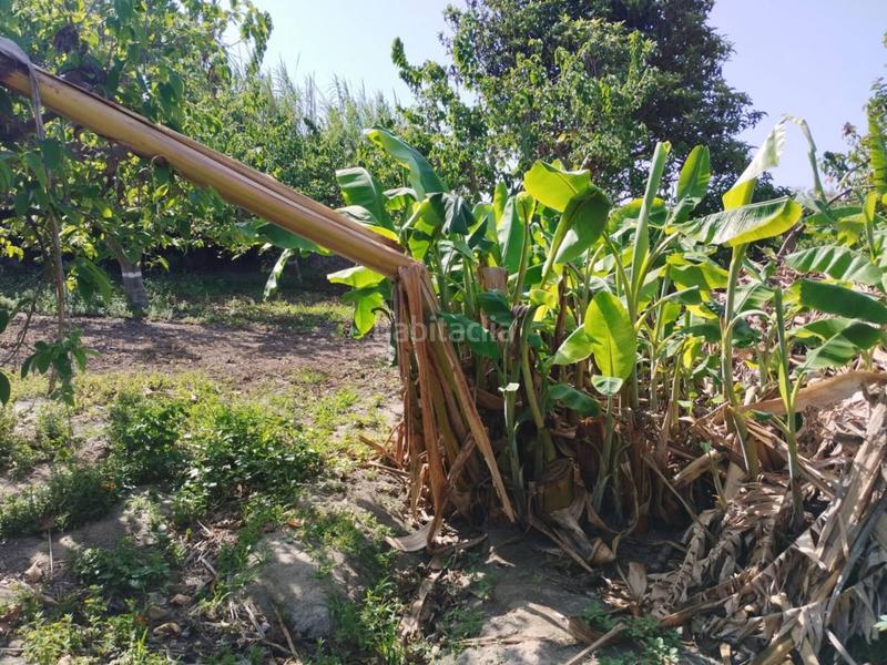 Foto 36afa85a-d5e6-45a1-8a43-be9daf7b833b. Finca rústica fincas de chirimoyas y frutales en Lobres Salobreña