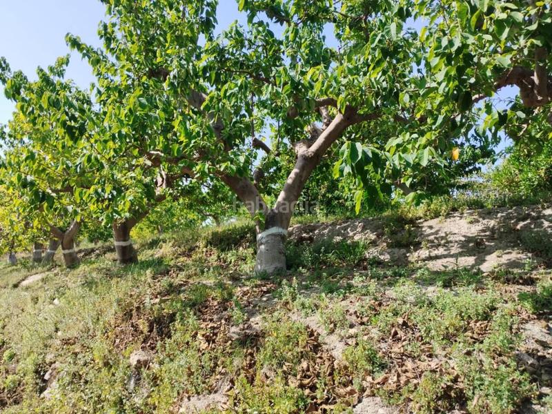 Foto 42b03aec-3e7f-4f9b-924c-1f8612246aeb. Finca rústica fincas de chirimoyas y frutales en Lobres Salobreña