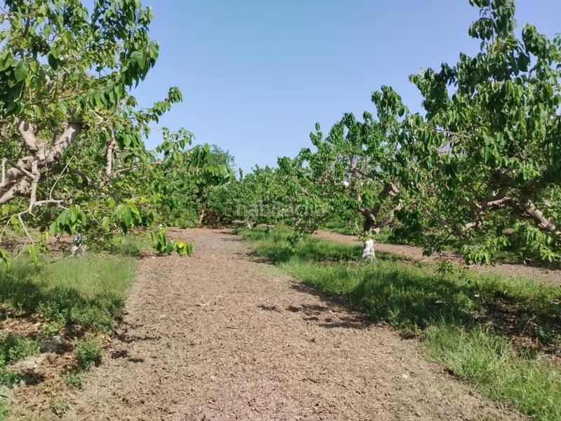 Foto 4772f15d-7d5e-46ad-bcbb-9ba2ac1f6531. Finca rústica fincas de chirimoyas y frutales en Lobres Salobreña