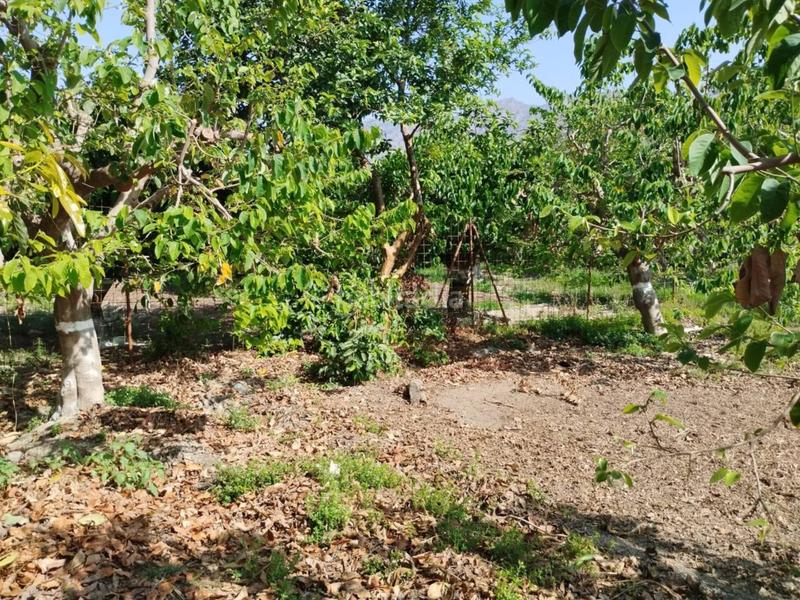 Foto 59cf7336-837e-4b8a-b89a-a2c3ad482800. Finca rústica fincas de chirimoyas y frutales en Lobres Salobreña