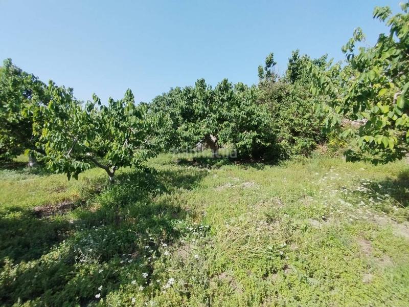 Foto 62ca71bd-d9ea-4f43-9b8a-6b2e2e19669f. Finca rústica fincas de chirimoyas y frutales en Lobres Salobreña