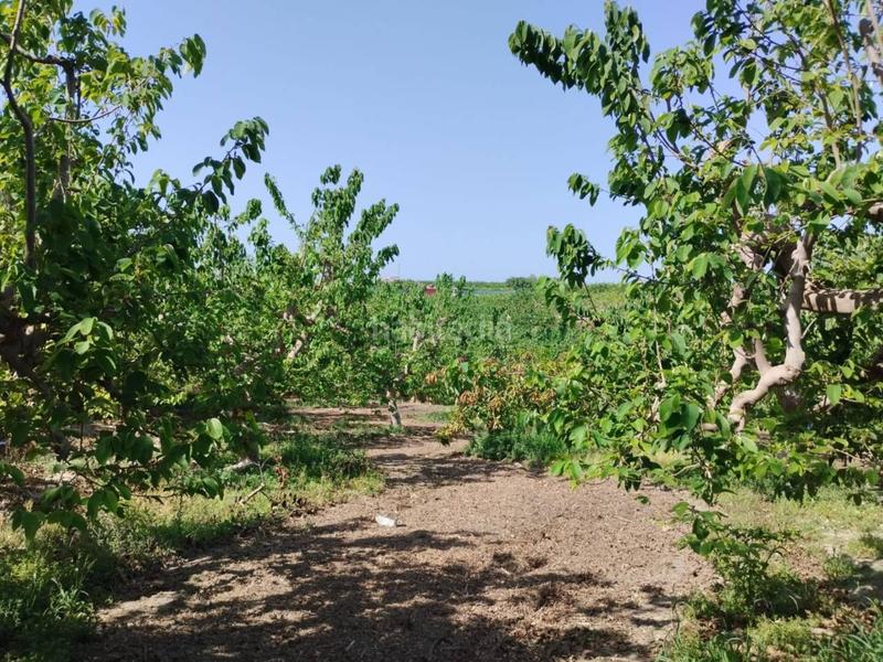 Foto 71d1a09d-30c7-4d31-8271-023c51a77ca4. Finca rústica fincas de chirimoyas y frutales en Lobres Salobreña