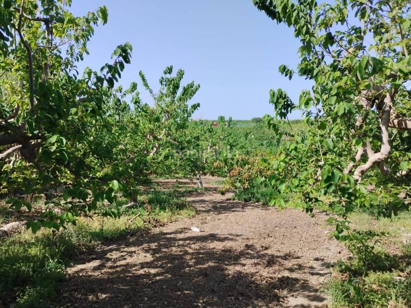 Foto 757a9d22-bb35-4407-a377-a08d1fa4d700. Finca rústica fincas de chirimoyas y frutales en Lobres Salobreña