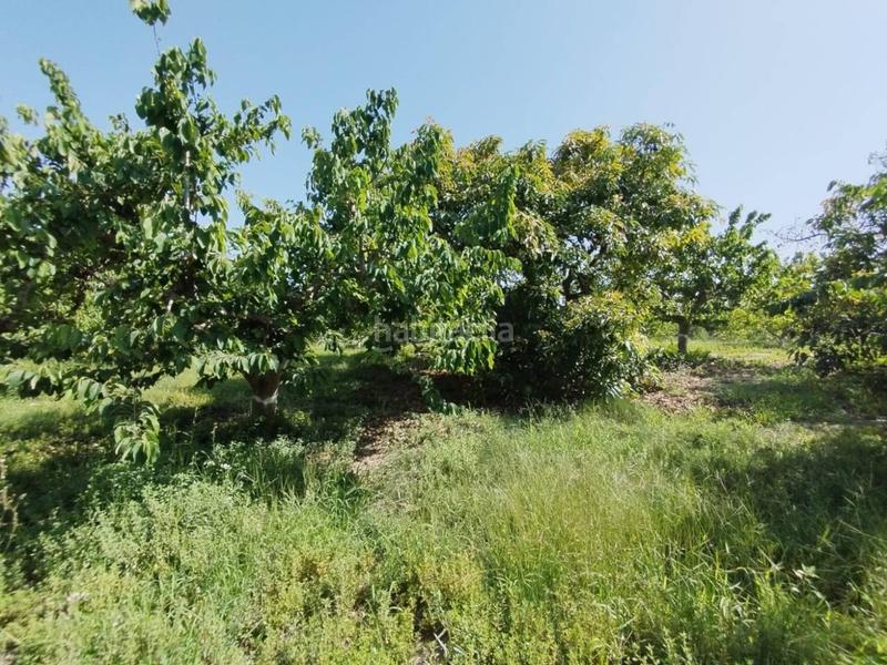 Foto 8c7ef390-1649-40a9-97b9-bfe6edc9f9e3. Finca rústica fincas de chirimoyas y frutales en Lobres Salobreña
