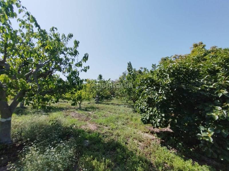 Foto 918fa7cc-bda1-4635-801e-95f5ecfb7277. Finca rústica fincas de chirimoyas y frutales en Lobres Salobreña