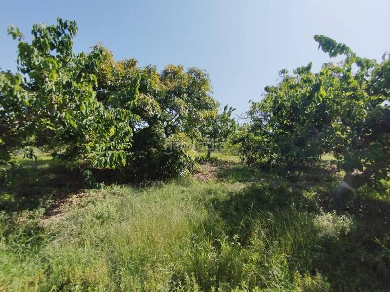 Foto 951958ab-be07-4a5d-8bda-57e3fbeedecb. Finca rústica fincas de chirimoyas y frutales en Lobres Salobreña