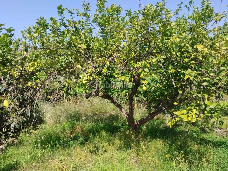 Foto ab8e5e8d-4915-4c83-85f6-740164ded633. Finca rústica fincas de chirimoyas y frutales en Lobres Salobreña