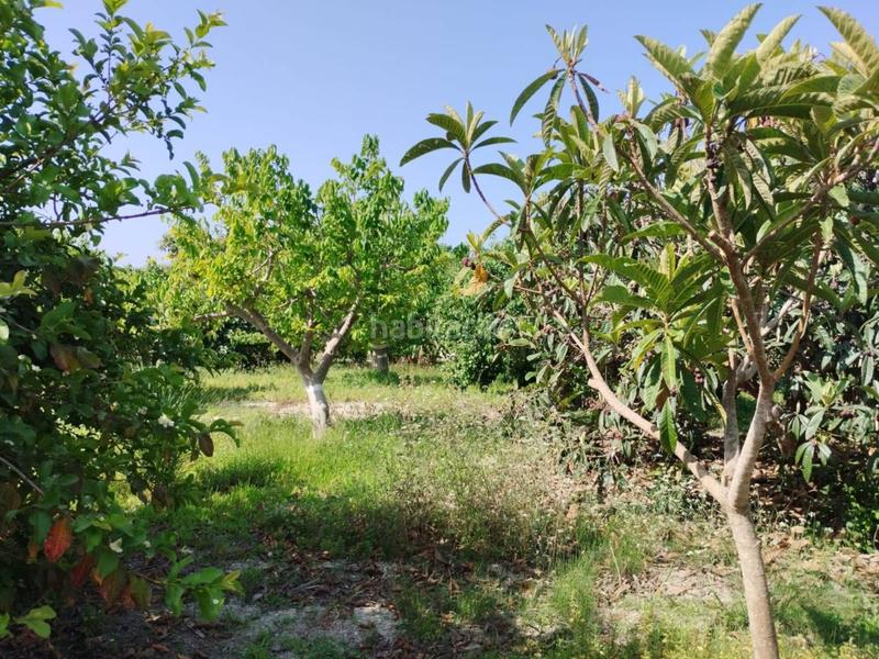 Foto b378f687-a3cd-4387-b34b-77b8b6312d86. Finca rústica fincas de chirimoyas y frutales en Lobres Salobreña