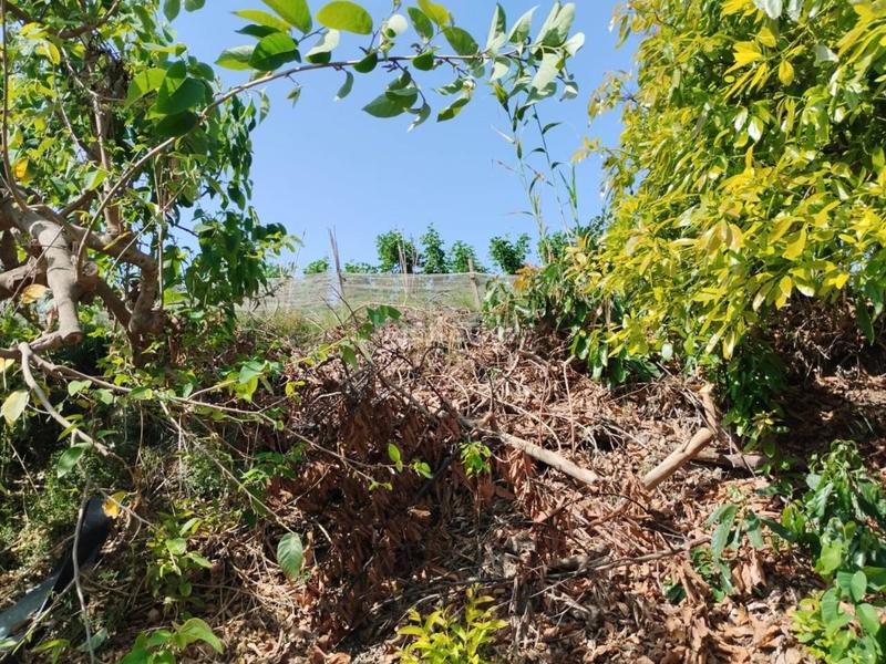 Foto cd721a93-3b6a-493f-ab7b-acf46af6fb98. Finca rústica fincas de chirimoyas y frutales en Lobres Salobreña