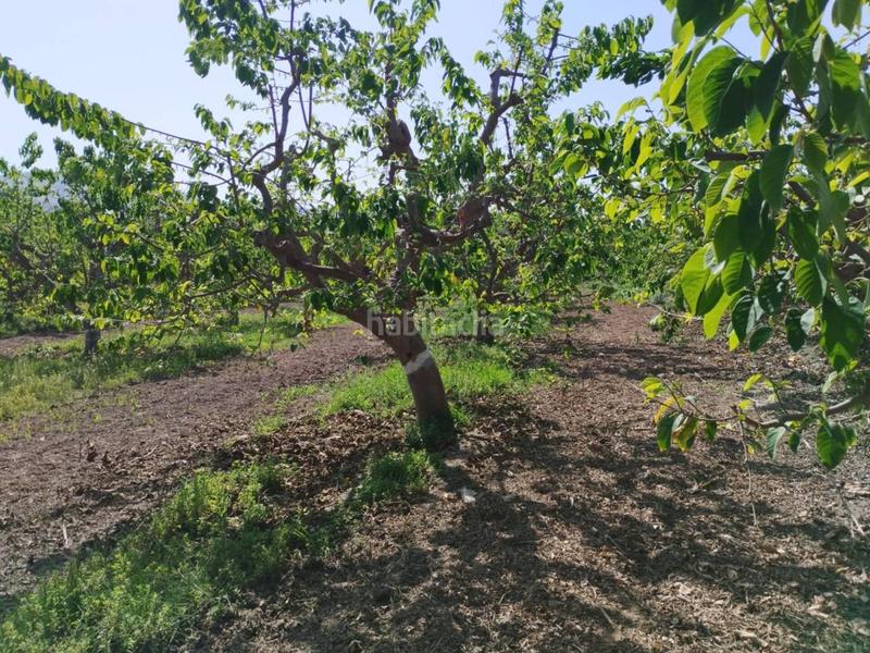 Foto cf54e97b-8e44-4def-849c-719da1523e4a. Finca rústica fincas de chirimoyas y frutales en Lobres Salobreña