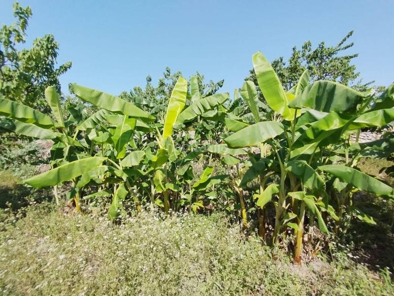 Foto e7aeb137-bd35-4623-8cb5-9094037a7cc8. Finca rústica fincas de chirimoyas y frutales en Lobres Salobreña