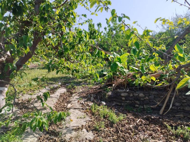 Foto e855bc4d-7ba8-4dd4-b2e8-bf5f7f1441f7. Finca rústica fincas de chirimoyas y frutales en Lobres Salobreña