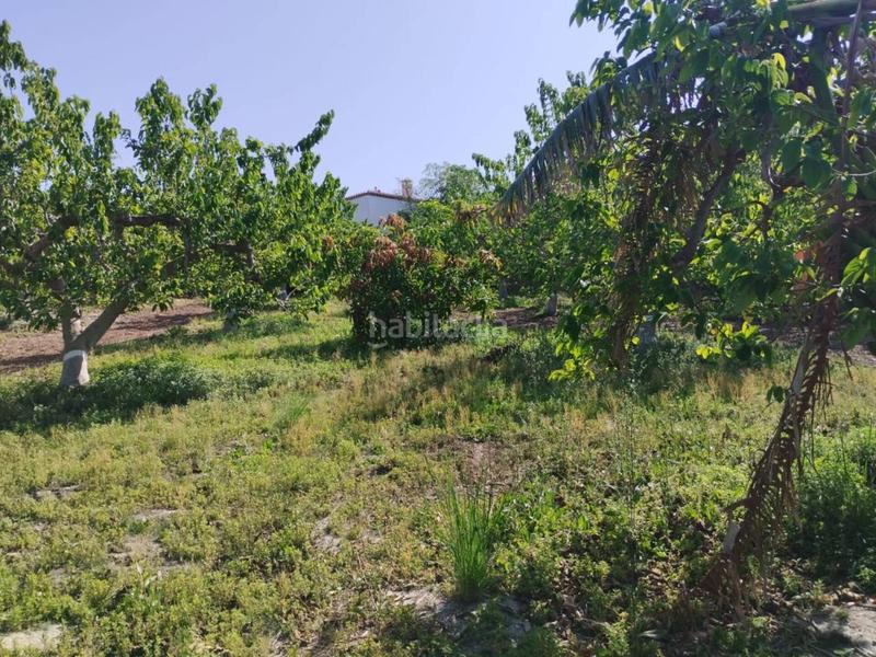 Foto f7046566-fff9-413b-8d5e-d246690aff41. Finca rústica fincas de chirimoyas y frutales en Lobres Salobreña