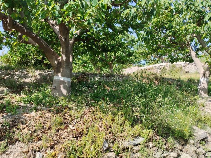 Foto fac1f62c-af30-4e17-881d-7cf727e19c0f. Finca rústica fincas de chirimoyas y frutales en Lobres Salobreña