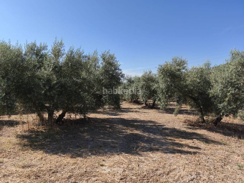 Foto a04f8199-9490-4040-8894-7e0103e5cb79. Finca rústica a calle la sauceda 253 a Montefrío