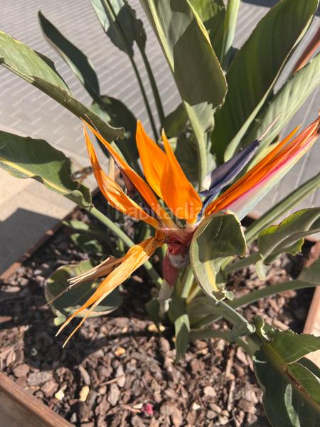 Foto e3b3b9f6-dae2-413f-bb84-4afb0ada5bab. Oficina a calle lobero 28b a Ejido centro Ejido (El)