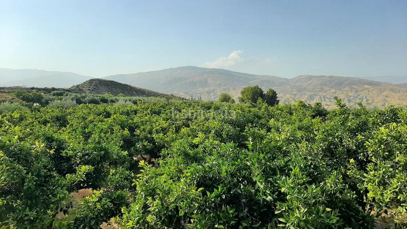 Foto 195a9698-db8f-454c-bbfe-0a7aeb70506a. Finca rústica finca con producción de naranjas y vistas al valle del andarax en Íllar